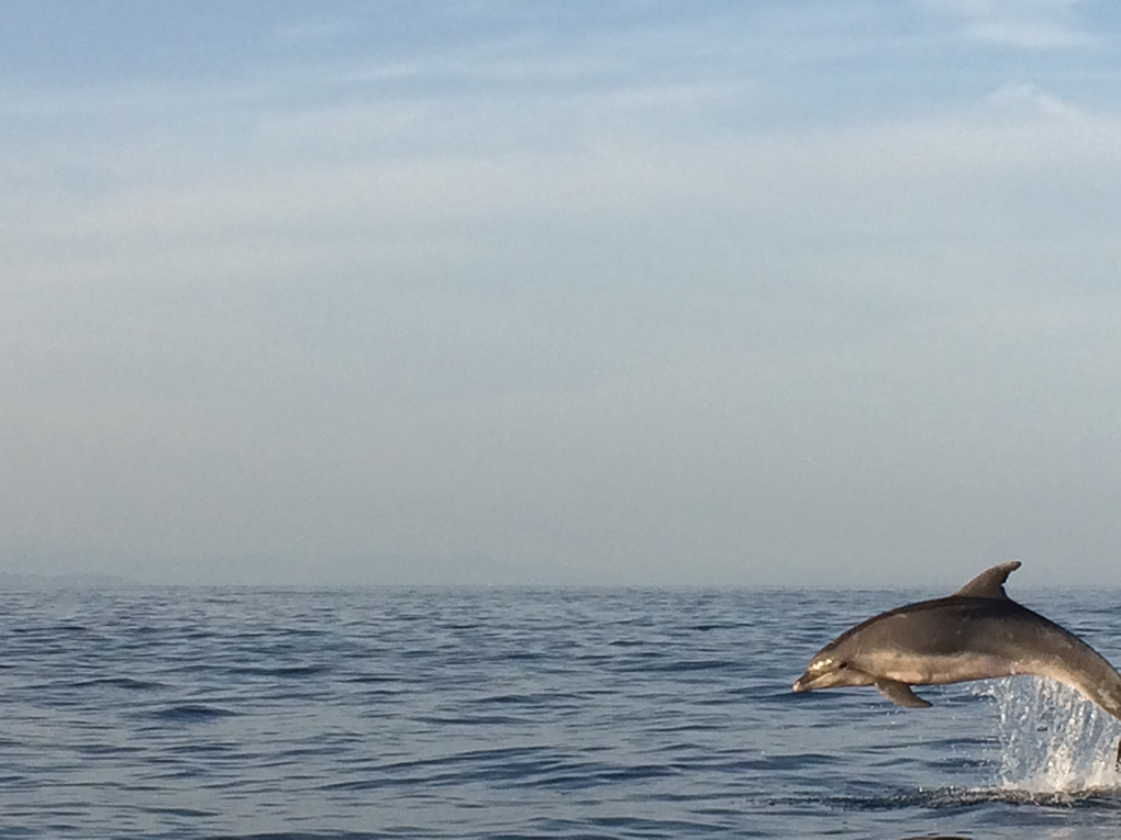 Dauphin Saute